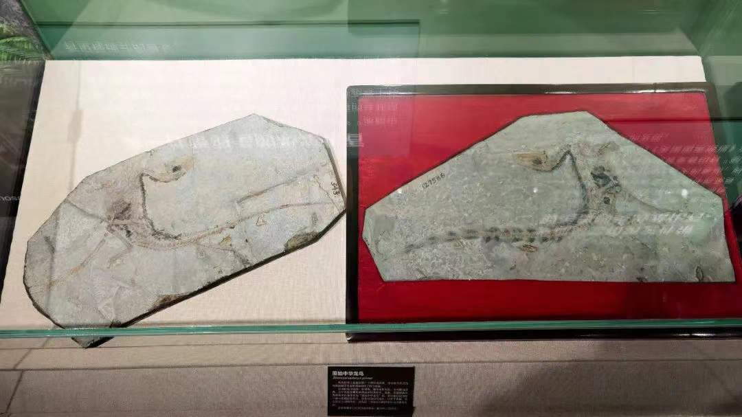 《恐龙与鸟》专题展在中国地质博物馆开幕 “中华龙鸟”标本合璧讲述鸟类起源演化故事