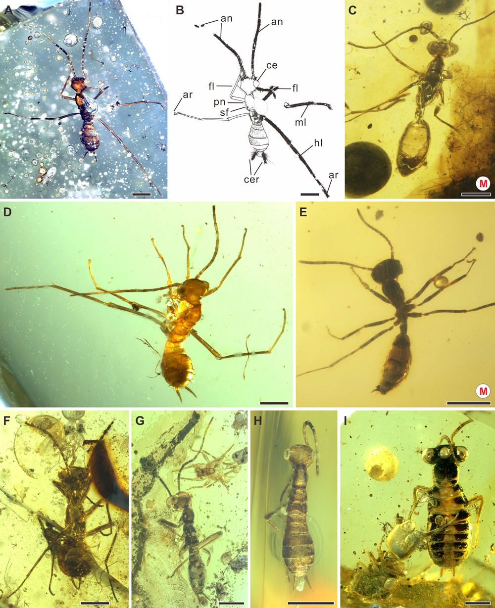 奇翅科若虫和蜂蚁标本照片，右侧标M的为蜂蚁
