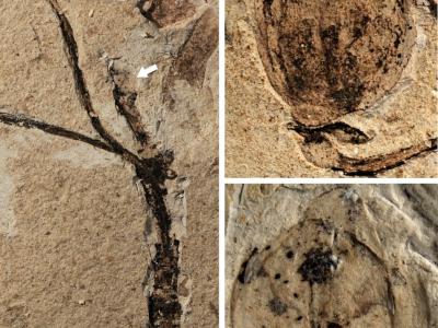 全球最早的花蕾化石记录：内蒙古宁城道虎沟中晚侏罗世地层中的侏罗花蕾