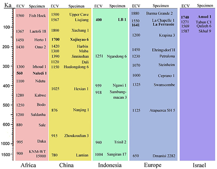 图3. 更新世部分古人类颅容量随地质年代变异的地区间比较（吴秀杰供图）