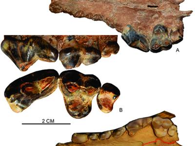 50万年前的异豺化石在东亚发现，说明了啥？