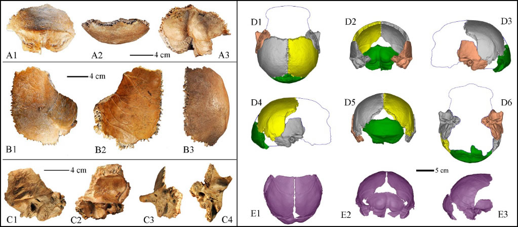 许家窑人头骨化石碎片及其复原的头骨和颅内模。（中科院古脊椎所供图）
