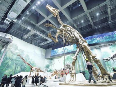 山东博物馆将在春节前开放“山东龙——穿越白垩纪”展厅