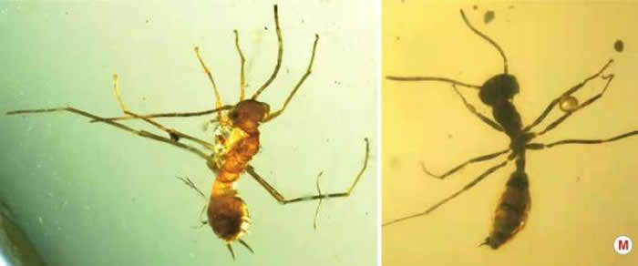 左图为缅甸琥珀中的奇翅幼虫标本，右图为原始蚂蚁标本。（中科院南古所供图）