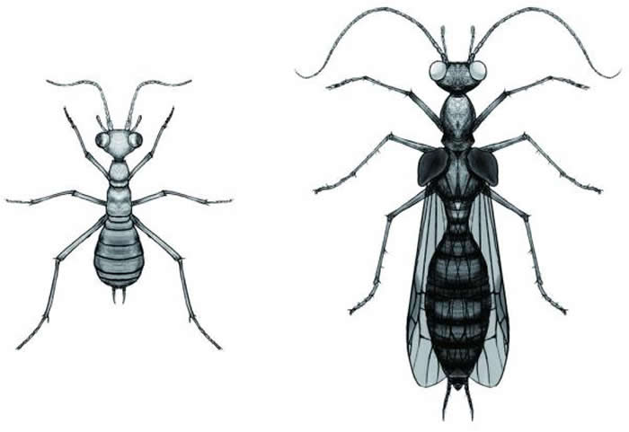 奇翅虫复原图。左图为幼虫，右图为成虫。（中科院南古所黎家豪绘制）