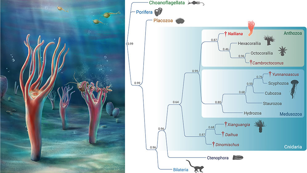 寒武纪早期澄江生物群发现5.2亿年前稀有珊瑚类化 