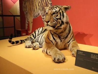 “虎年识虎——虎年生肖贺岁展”在浙江自然博物院杭州馆临展Ｃ厅展出