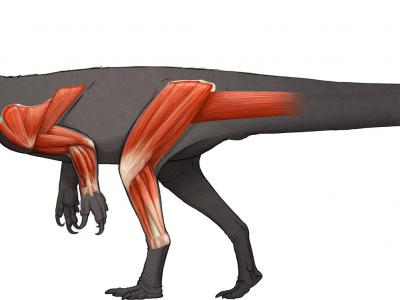 腕龙和梁龙的祖先槽齿龙用两条腿“跑步”