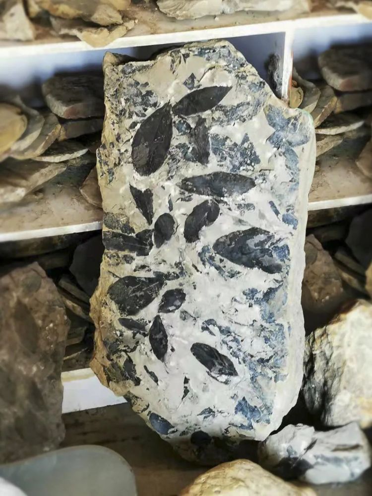 ����3540��������ﻯʯ-���ȼ�����ж�