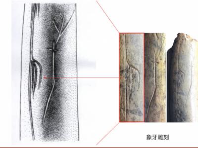 人类最早的刻划艺术品之一——重庆奉节兴隆洞剑齿象牙化石上的刻划