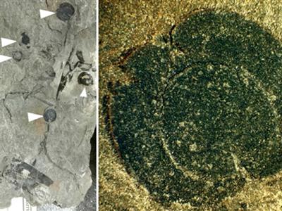 墨西哥发现侏罗纪被子植物果实化石 是北美大陆的首次发现