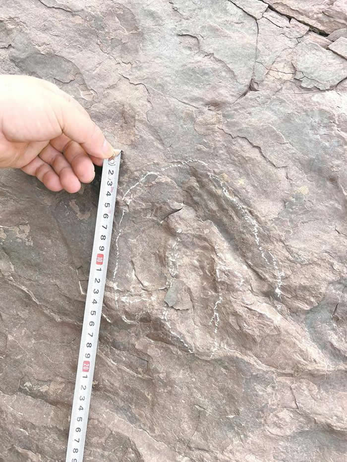 广州初中生在肇庆怀集发现恐龙足迹化石