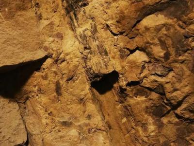 缙云山首次发现1.6亿年前的木化石