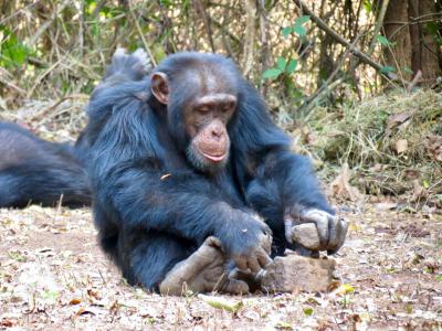 黑猩猩的文化跟人类文化的相似度比通常所假设的要高