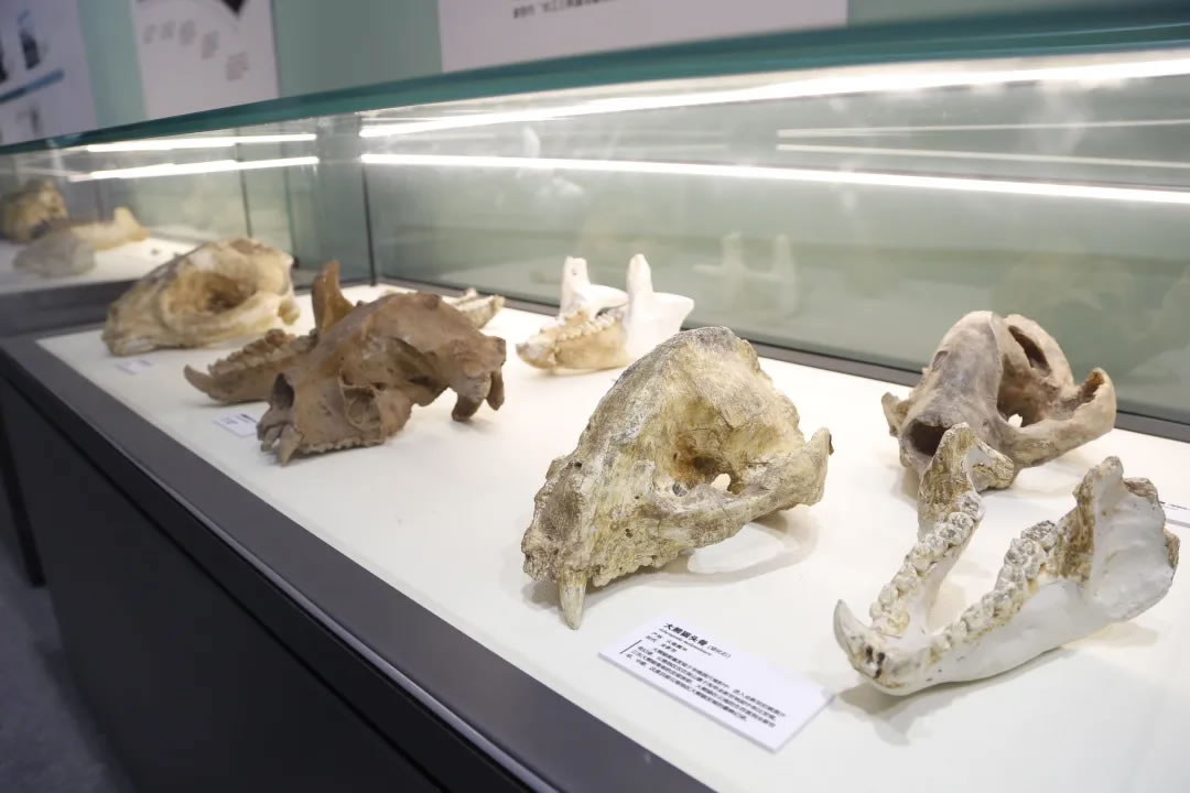 近90件珍稀大熊猫化石亮相北京自然博物馆