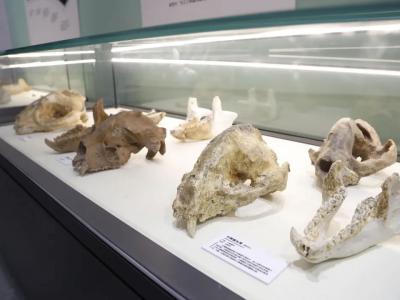 近90件珍稀大熊猫化石亮相北京自然博物馆