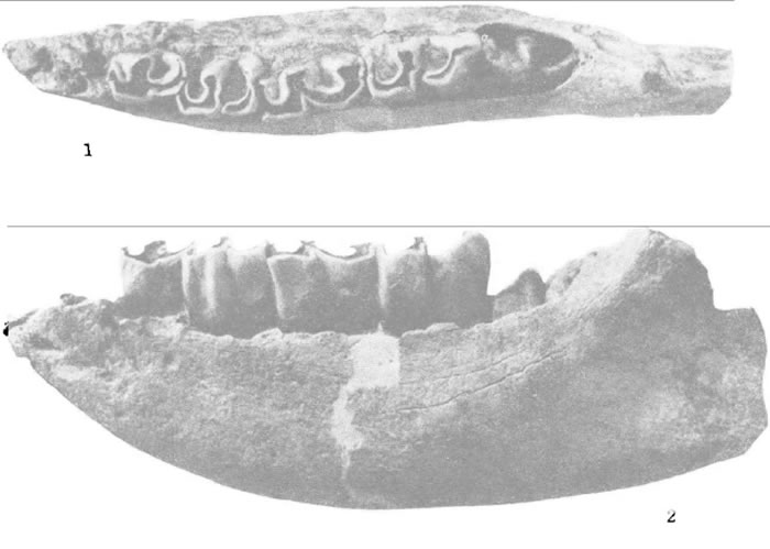 ͼƬ���ԡ�����������һ��ëϬ��ʯ�ķ����������������������⡷����