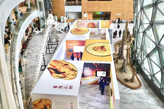 上海自然博物馆上新一场特殊“虎”展——自然瑰宝-全球琥珀珍品展