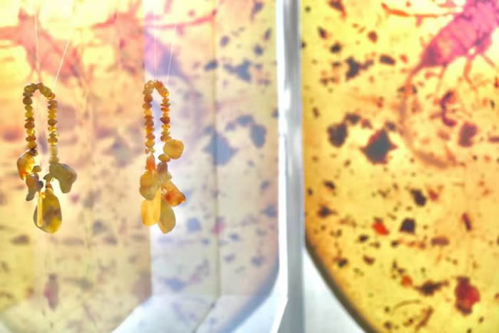 上海自然博物馆上新一场特殊“虎”展——自然瑰宝-全球琥珀珍品展