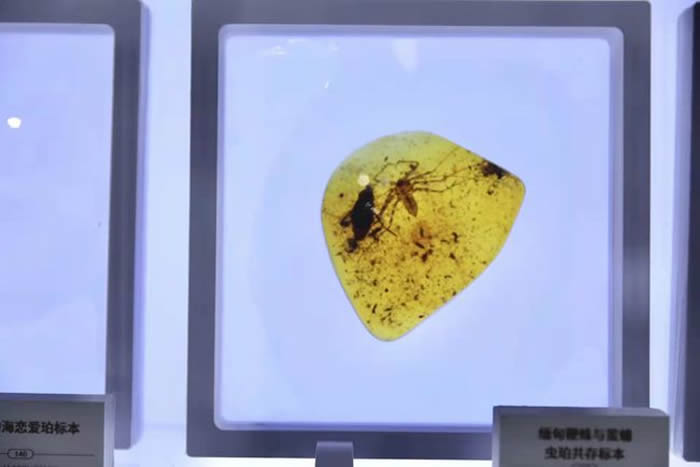 上海自然博物馆上新一场特殊“虎”展——自然瑰宝-全球琥珀珍品展