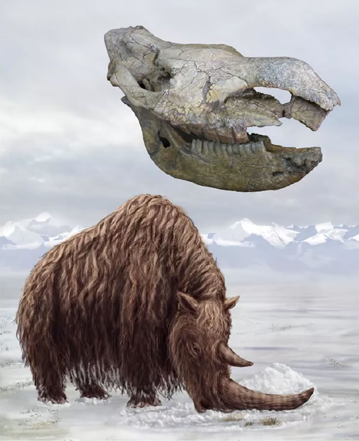 ������ëϬ��Coelodonta thibetana����ԭͼ ��Julie Selan �棩�����ϣ�������ëϬ���ͱ걾���ֱ������п�Ժ�ż�׵����