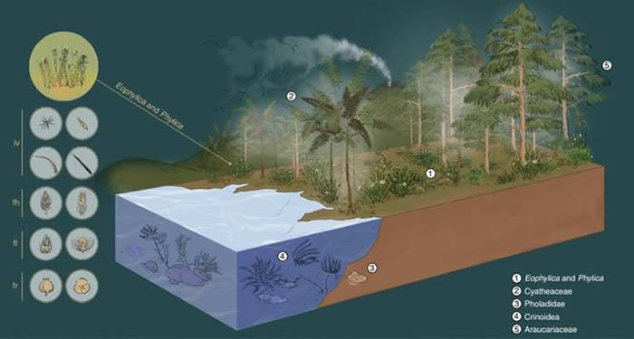 琥珀化石形成时期生态复原图，图中地表低矮植物为Phylica