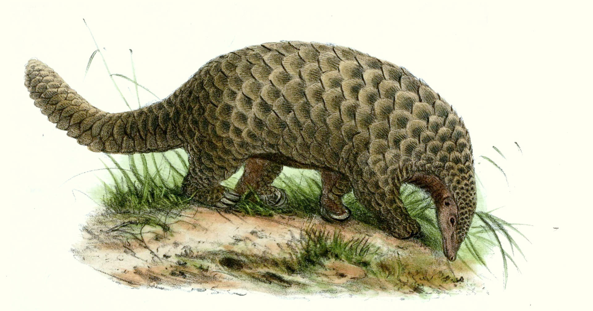 ��������Oltet�ӹȷ���ŷ�޸�����Ψһ�Ĵ�ɽ�׻�ʯSmutsia olteniensis