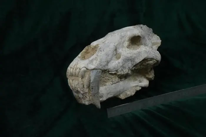 �Ͼ������ﲩ����ղصĽ��ݻ�ͷ�Ǳ걾���Ͼ������ﲩ��ݹ�ͼ