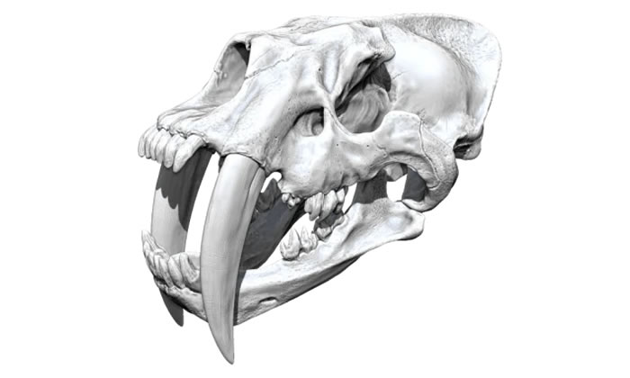 ���ݻ�ͷ��3Dģ�͡��Ͼ������ﲩ��ݹ�ͼ