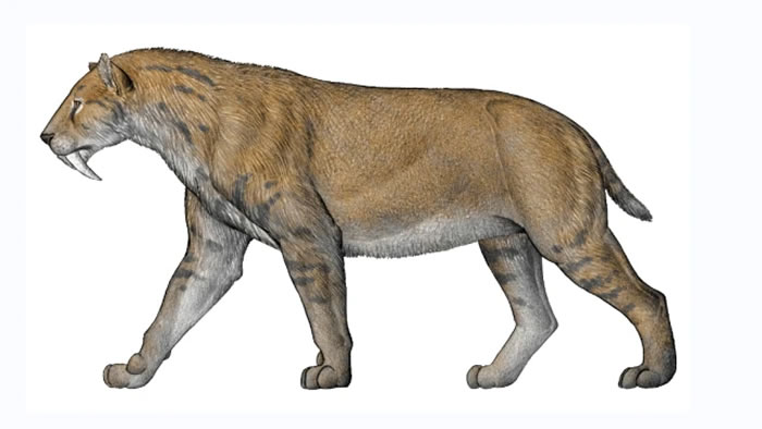 �����гݻ���ԭͼ����� ��