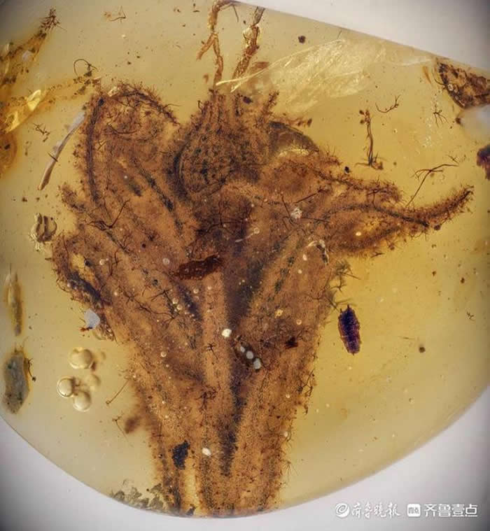 �γ���Լһ����ǰ�������Phylica�����껯ʯ�����ܷ��߹�ͼ��