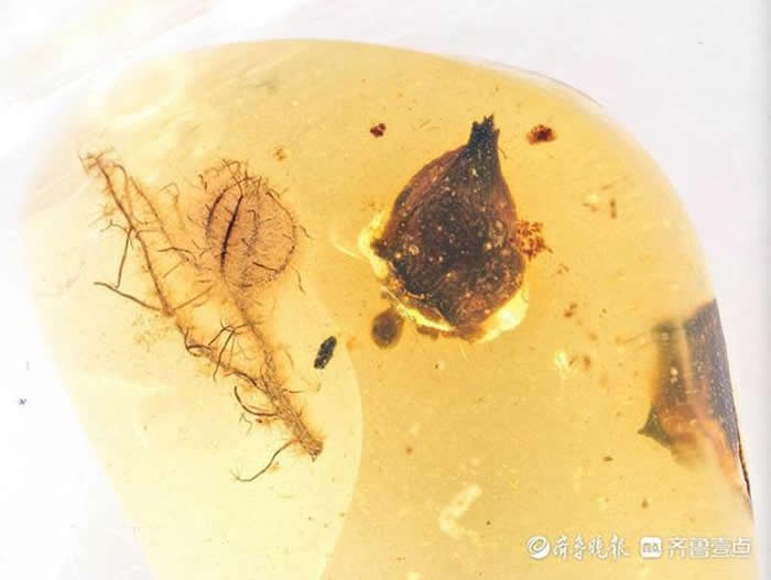 ���Ǹ��о�ʹ�õ�����һ�����껯ʯ�����ܷ��߹�ͼ��