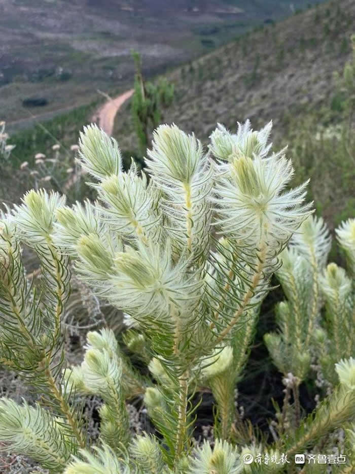 非洲南部现存的Phylica植物。（受访者供图）