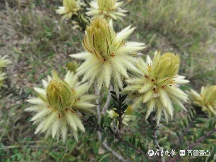 �������껯ʯֲ�����Ĵ���������Ƭ�����ܷ��߹�ͼ��