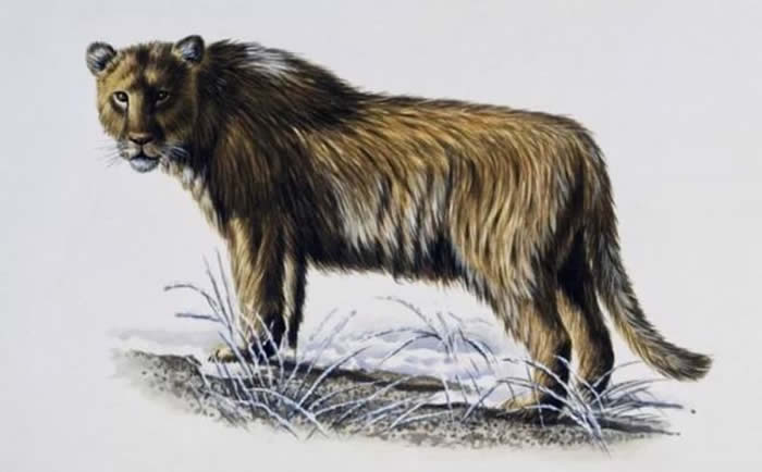 ���ϻ�Panthera youngi��ԭͼ��ͼƬ��Դ�����磩