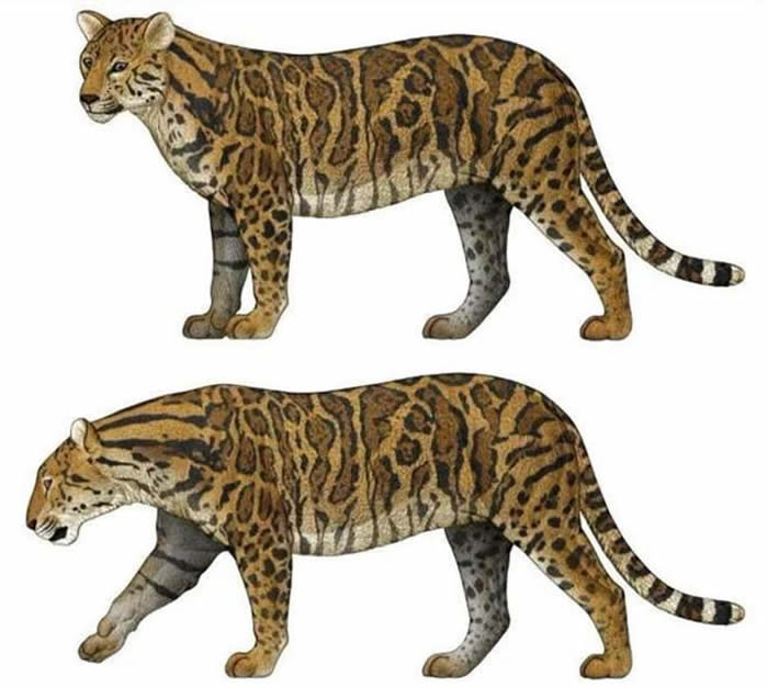 ���л���Panthera palaeosinensis��ԭͼ����� �棩