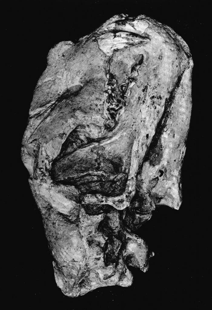 ���ػ�Panthera tigris acutidensͷ�ǻ�ʯ��D. A. Hooijer 1947��