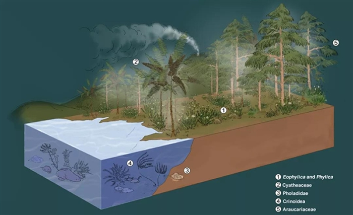 琥珀化石形成时期生态复原图，图中地表低矮植物为Phylica（王硕供图）
