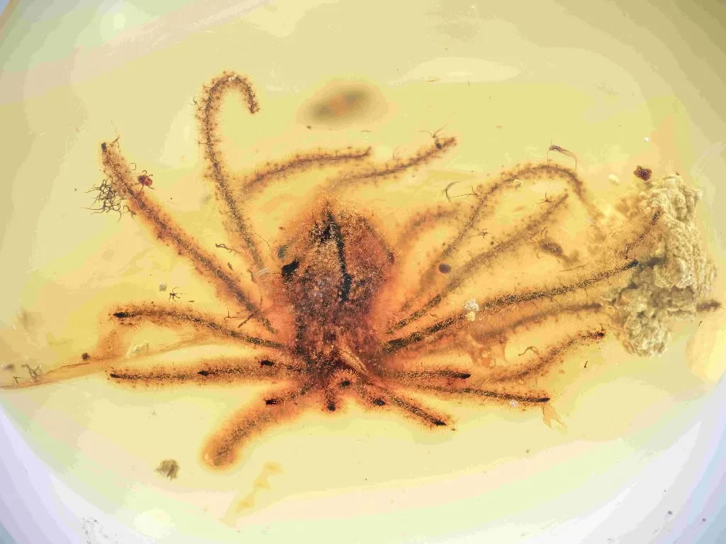 形成于约一亿年前的鼠李科Phylica属琥珀化石(青岛科技大学供图)