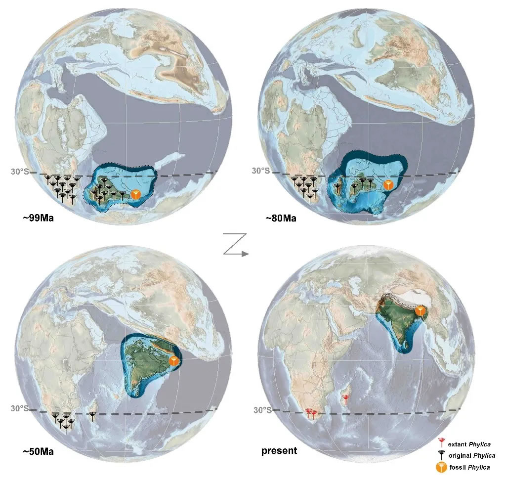 Phylica祖先随印度板块向北漂移的过程重建图(青岛科技大学供图)
