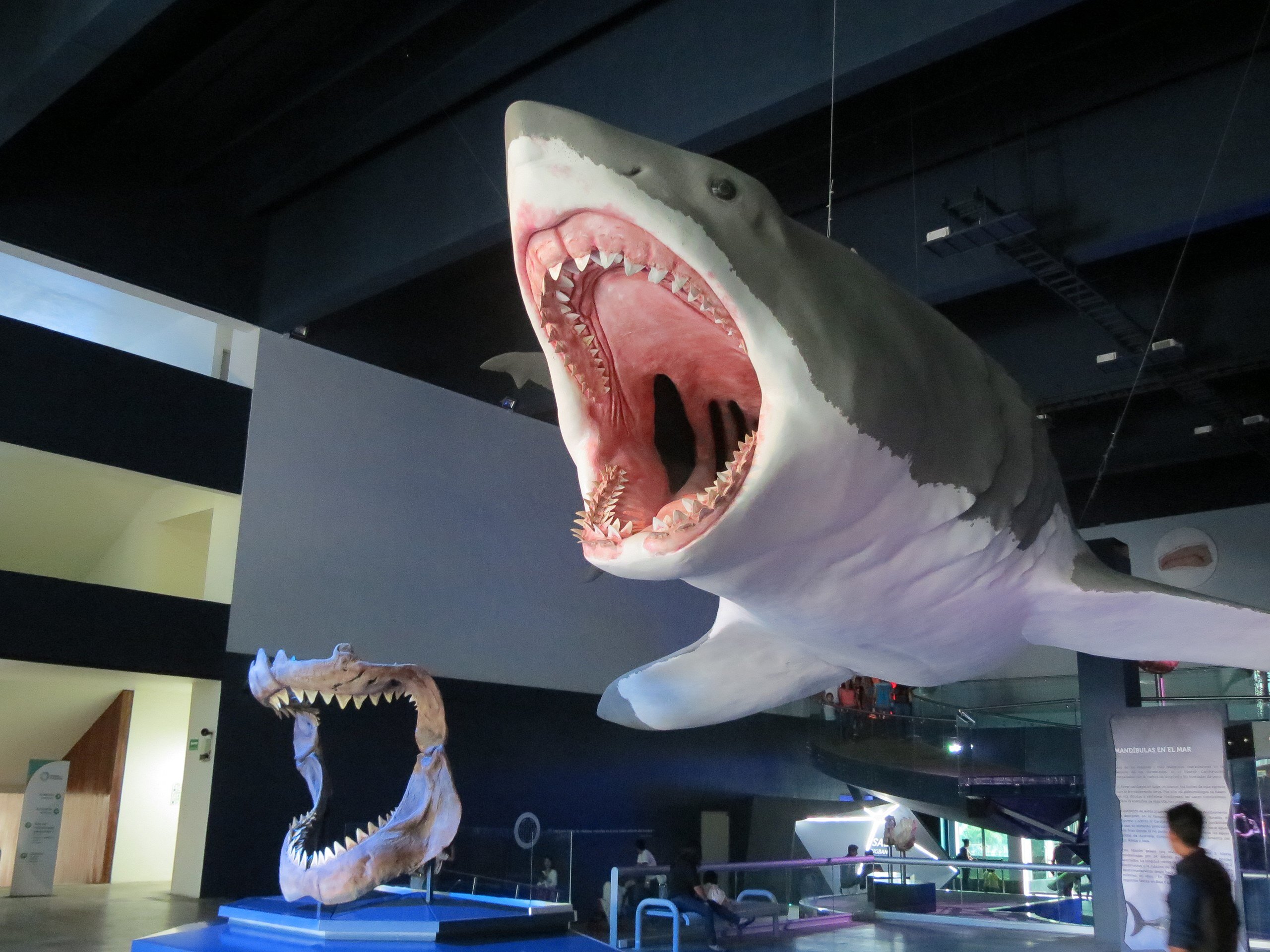 新研究：巨齿鲨与大白鲨实际在外观上可能没有那么相似