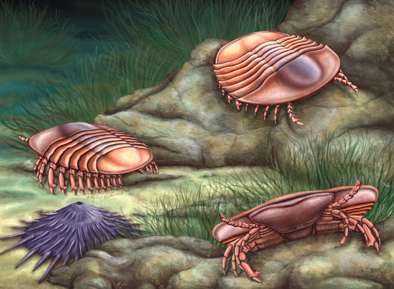 ��ͼ2������С���γ渴ԭͼ