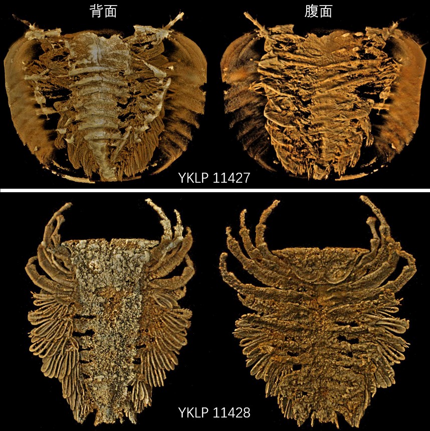 ��ͼ3������С���γ����CTɨ�����ݵļ������ά��ģ