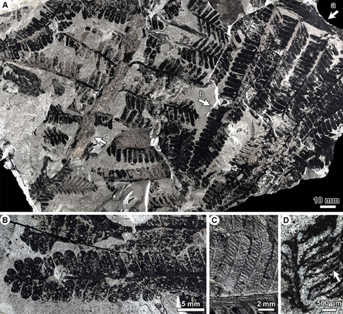 Pectinangium xuanweiense Zhou, Guo et Feng的营养羽片和繁殖羽片
