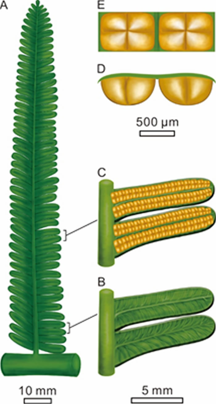 Pectinangium xuanweiense Zhou, Guo et Feng复原图(郭芸绘)
