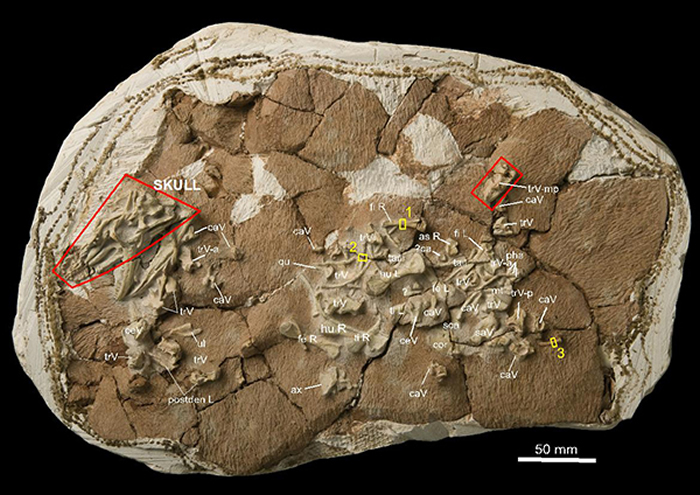 ����ʼ����ᣨArchaeovaranus lii�����ͱ걾IVPP V 22770