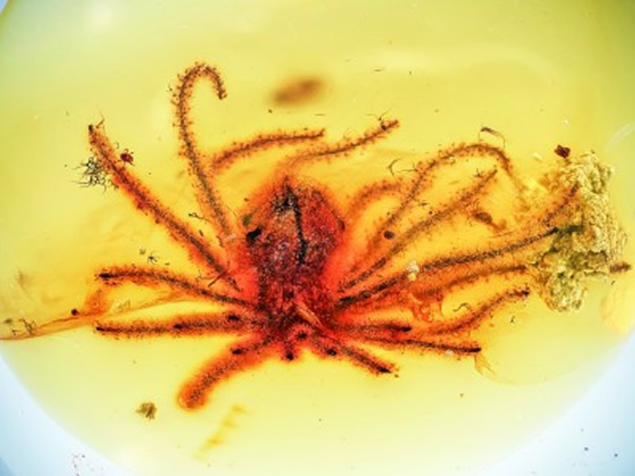 形成于约一亿年前的鼠李科Phylica属琥珀化石 王硕团队供图