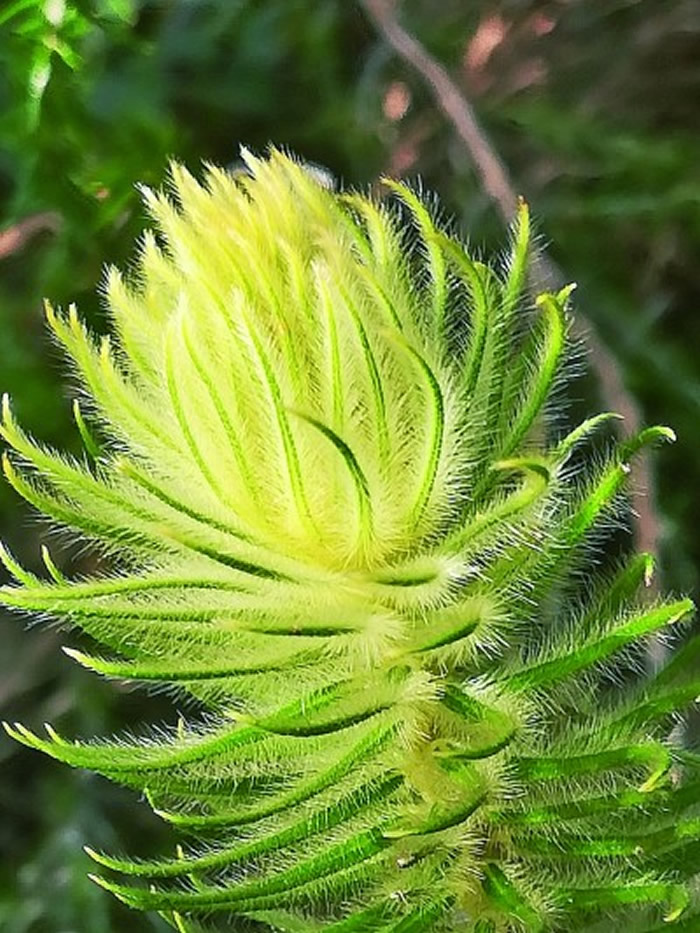 在非洲南部发现的琥珀化石植物的现存后裔——鼠李科Phylica属,中文俗称“毛笔花”。王硕团队供图