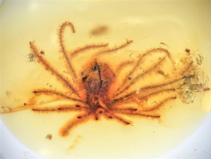 穿越亿年的等待 青科大团队在琥珀中发现最古老的花