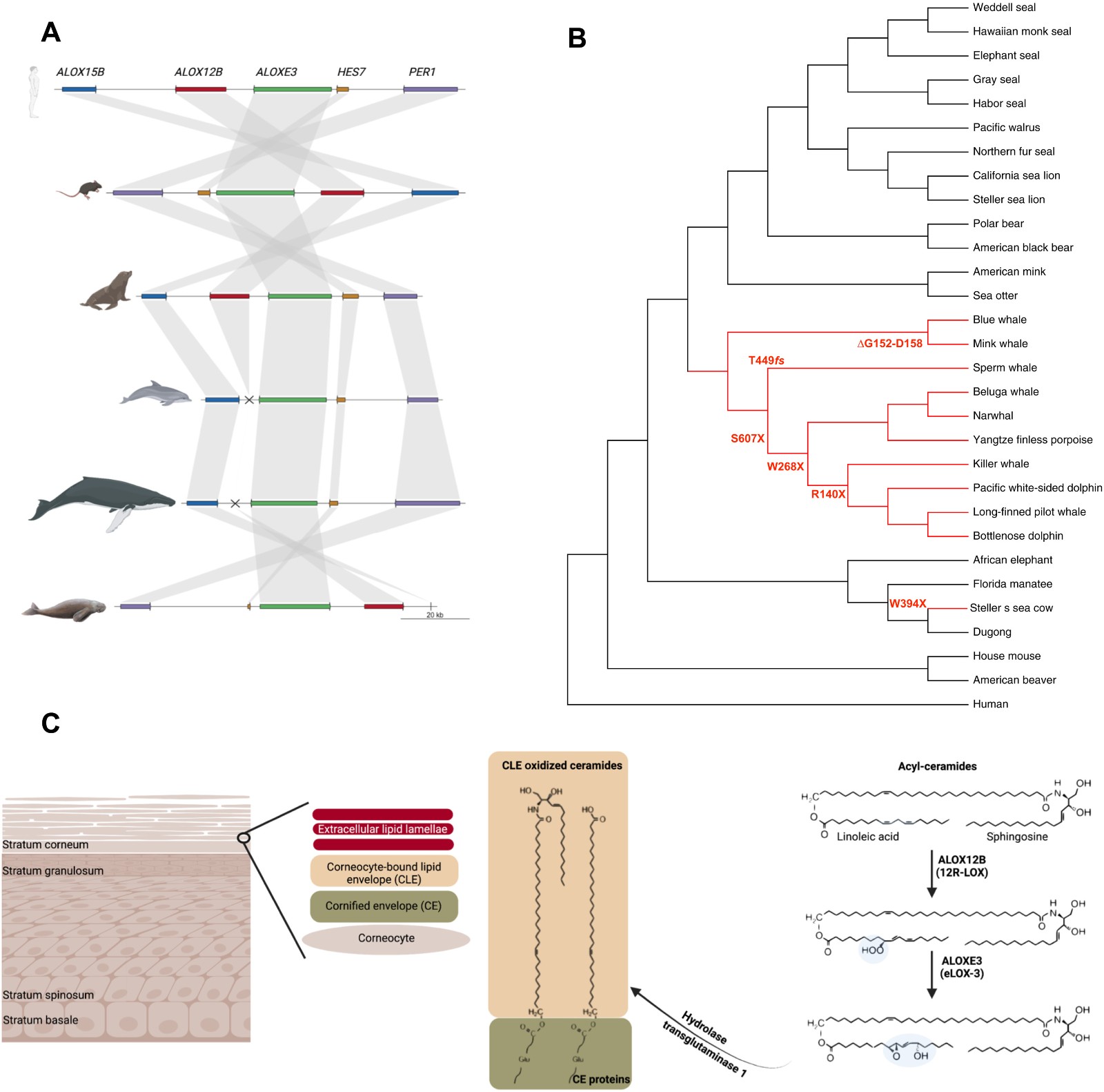 ����ʱ�������ˡ�˹������ţ�Ļ��������